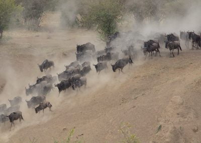 Wildebeest Migration