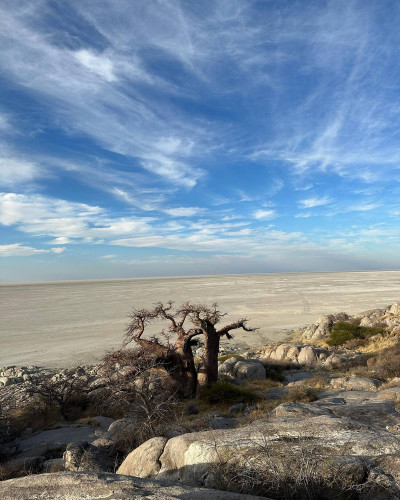 Baobab Tree - Botswana July 2023