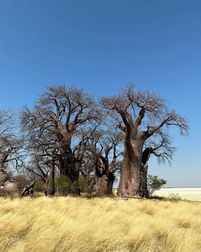 Baobab Tree - Botswana July 2023