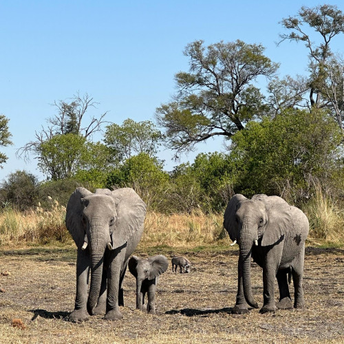 Elephants - Botswana July 2023