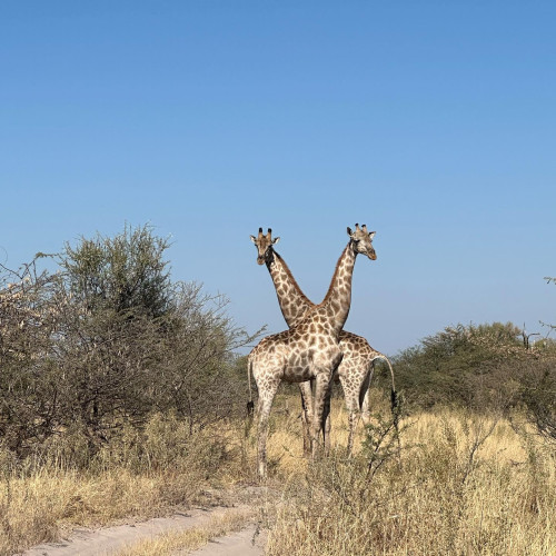 Giraffe - Botswana July 2023