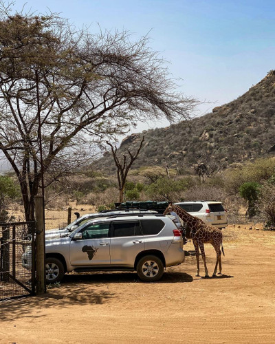 Giraffe next to Intu Africa 4x4