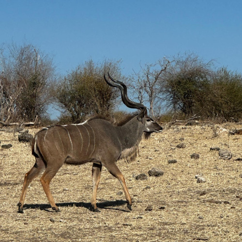 Greater Kudu - Botswana July 2023