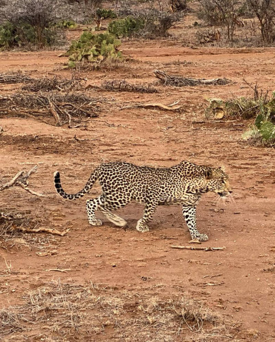 Leopard Kenya