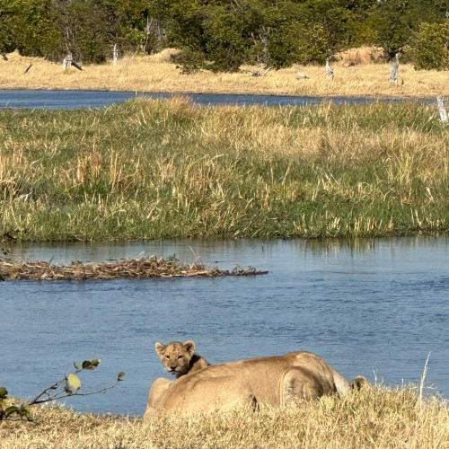 Lions - Botswana July 2023