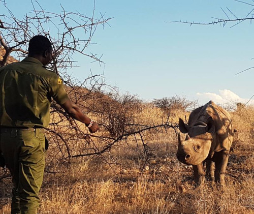 Rhino Encounter
