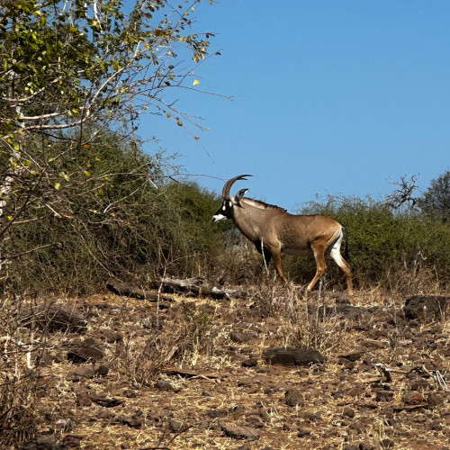 Roan antilope - Botswana July 2023