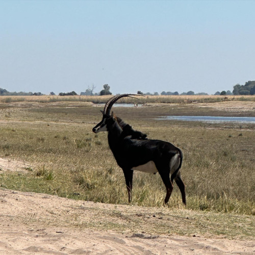 Sabel antilope - Botswana July 2023