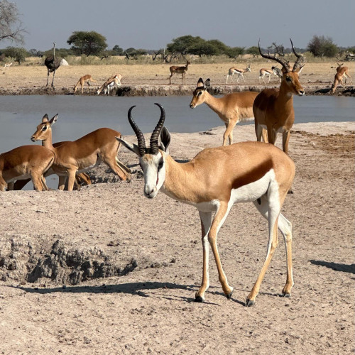 Springbok - Botswana July 2023
