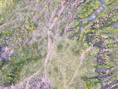 hippo trails