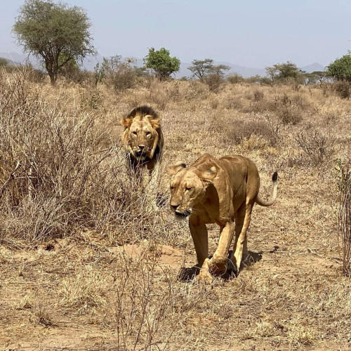 Lions