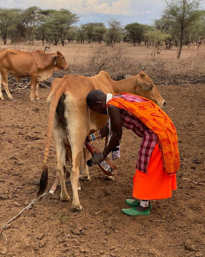 Milking a cow