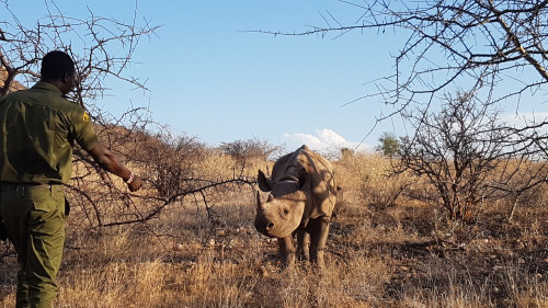 Rhino
