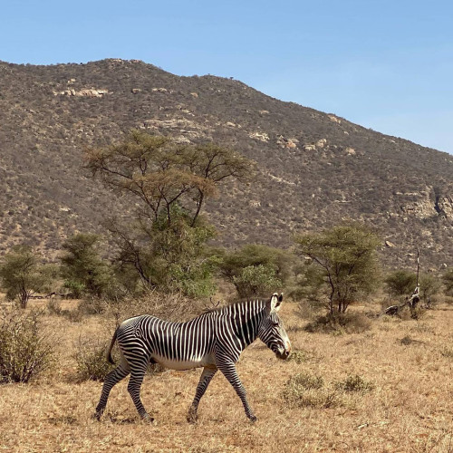 Zebra